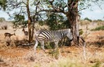 thumbnail of Selous Game Reserve & Mikumi National Park